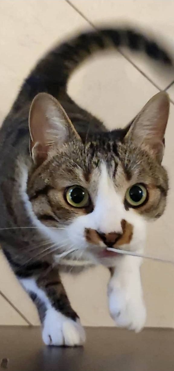 Arthurus, a brown-and-white tabby cat, walks toward the camera with wide green eyes.
