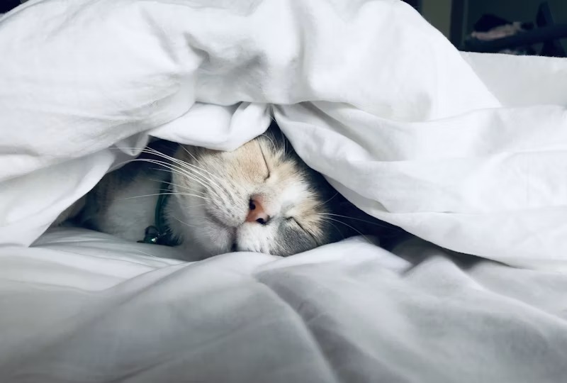 Ο Αρθούρος κοιμάται κουκουλωμένος στο Cuteness Challenge, με αποτέλεσμα 96%.