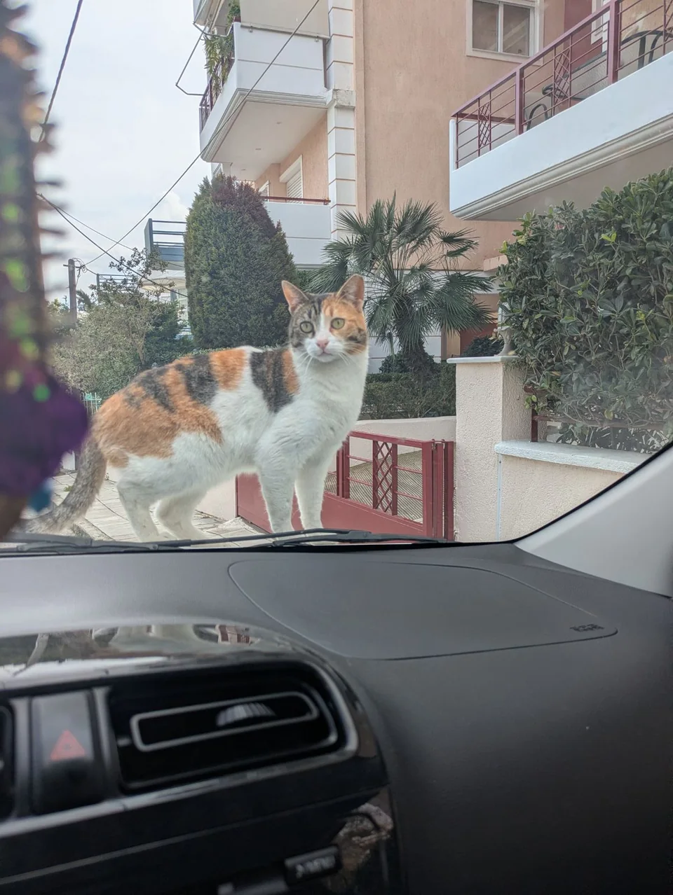 Η Ελίζα πάνω σε αυτοκίνητο στη γειτονιά.